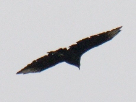 Black Vulture - ML643561597
