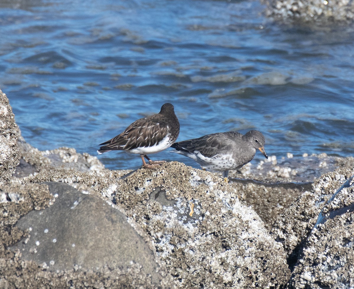 Surfbird - ML643561608