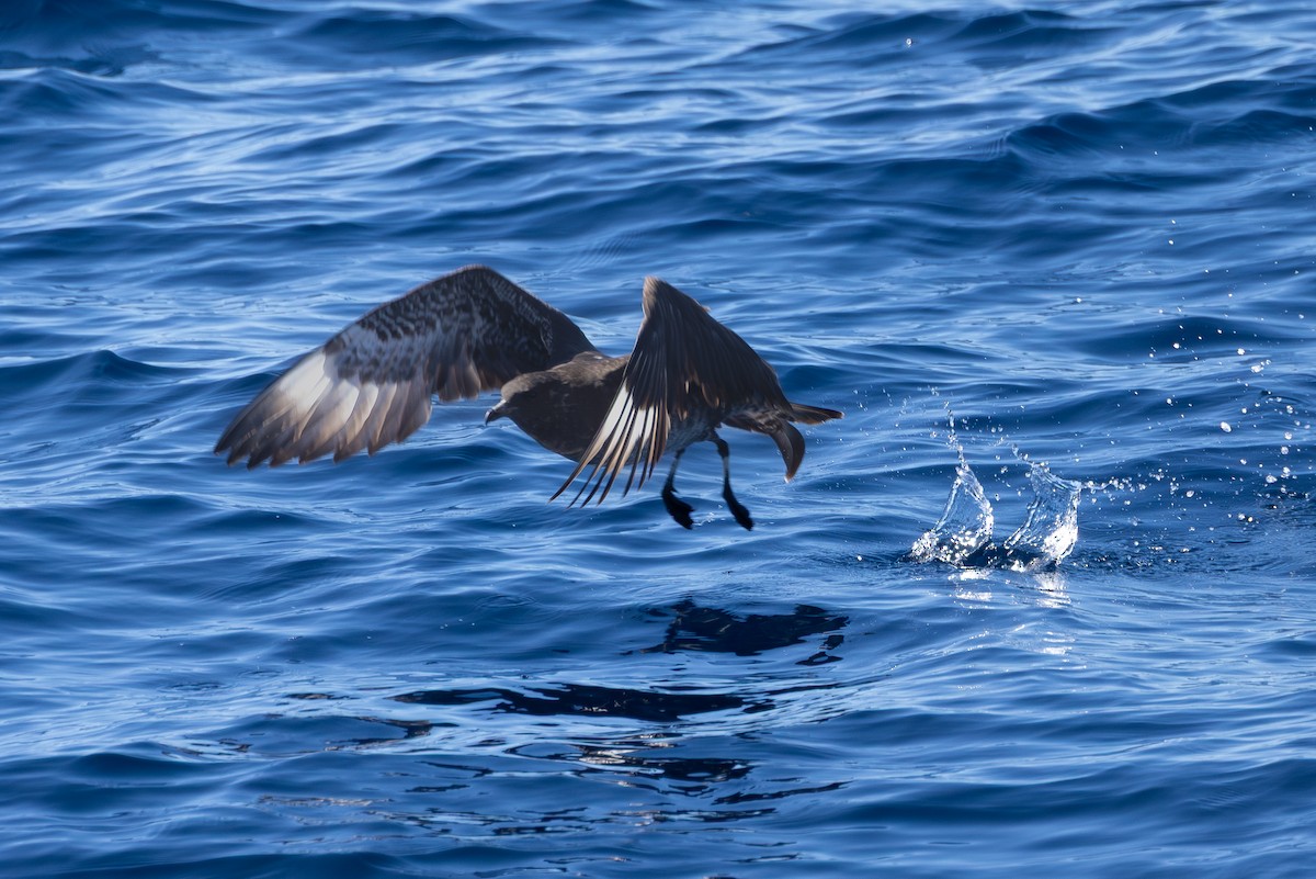 Pomarine Jaeger - ML643561625