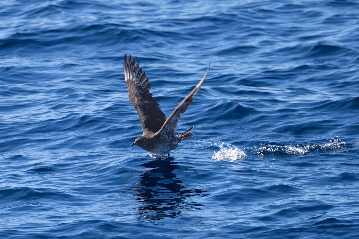 Pomarine Jaeger - ML643561627