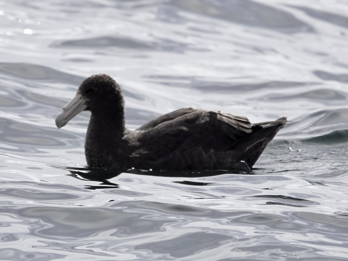 Southern Giant-Petrel - ML643561631
