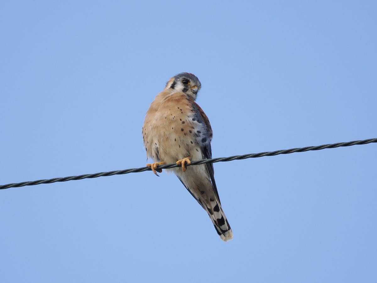 American Kestrel - ML643561634