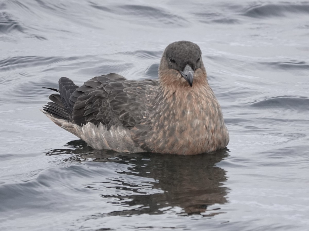 Chilean Skua - ML643561640