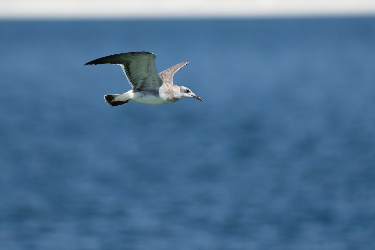 Laughing Gull - ML643561643