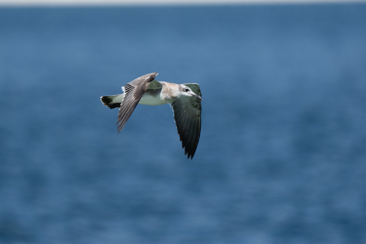 Laughing Gull - ML643561644
