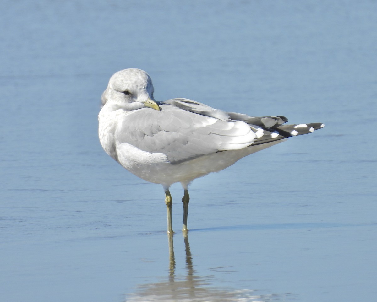 Short-billed Gull - ML643561645