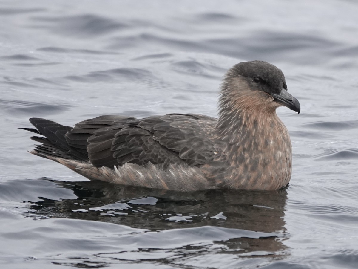 Chilean Skua - ML643561658