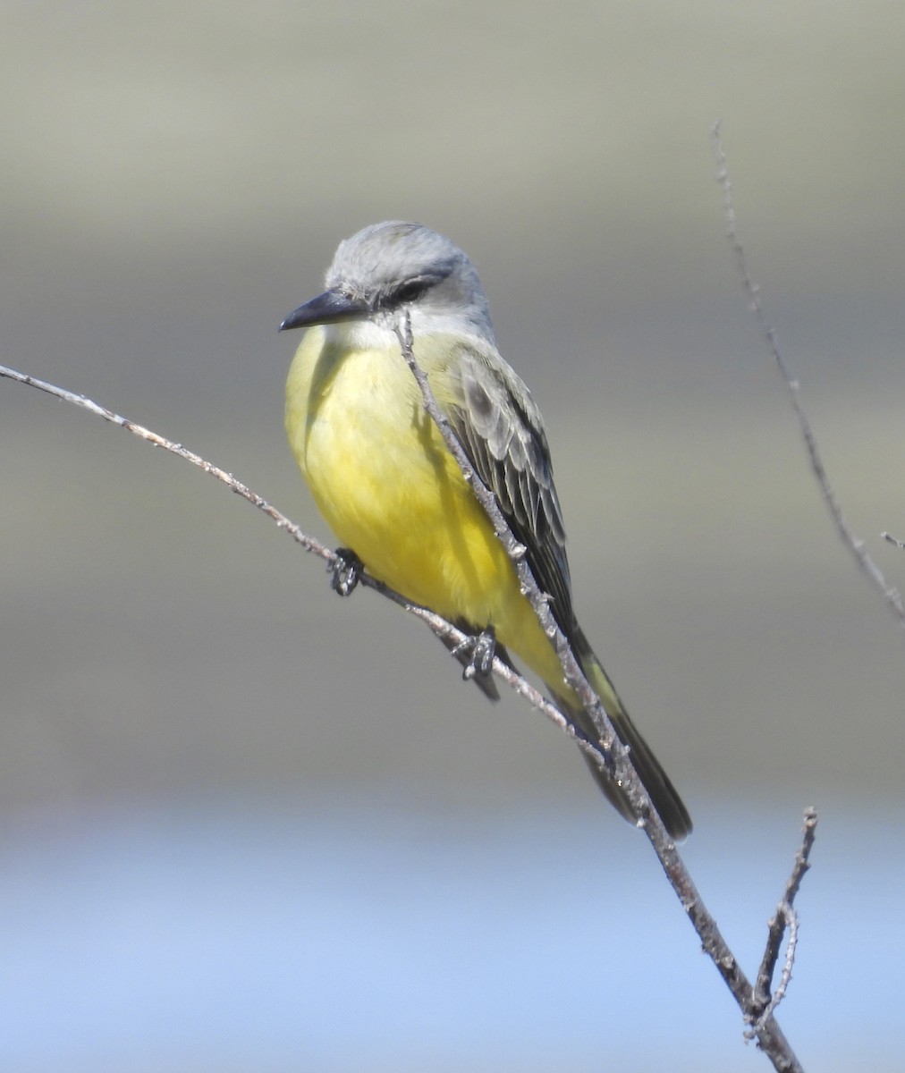 Tropical Kingbird - ML643561665