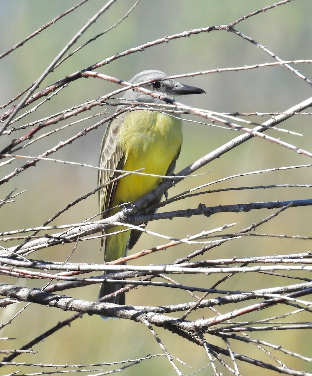 Tropical Kingbird - ML643561668