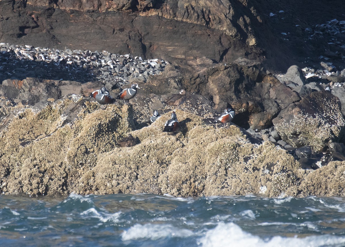 Harlequin Duck - ML643561677