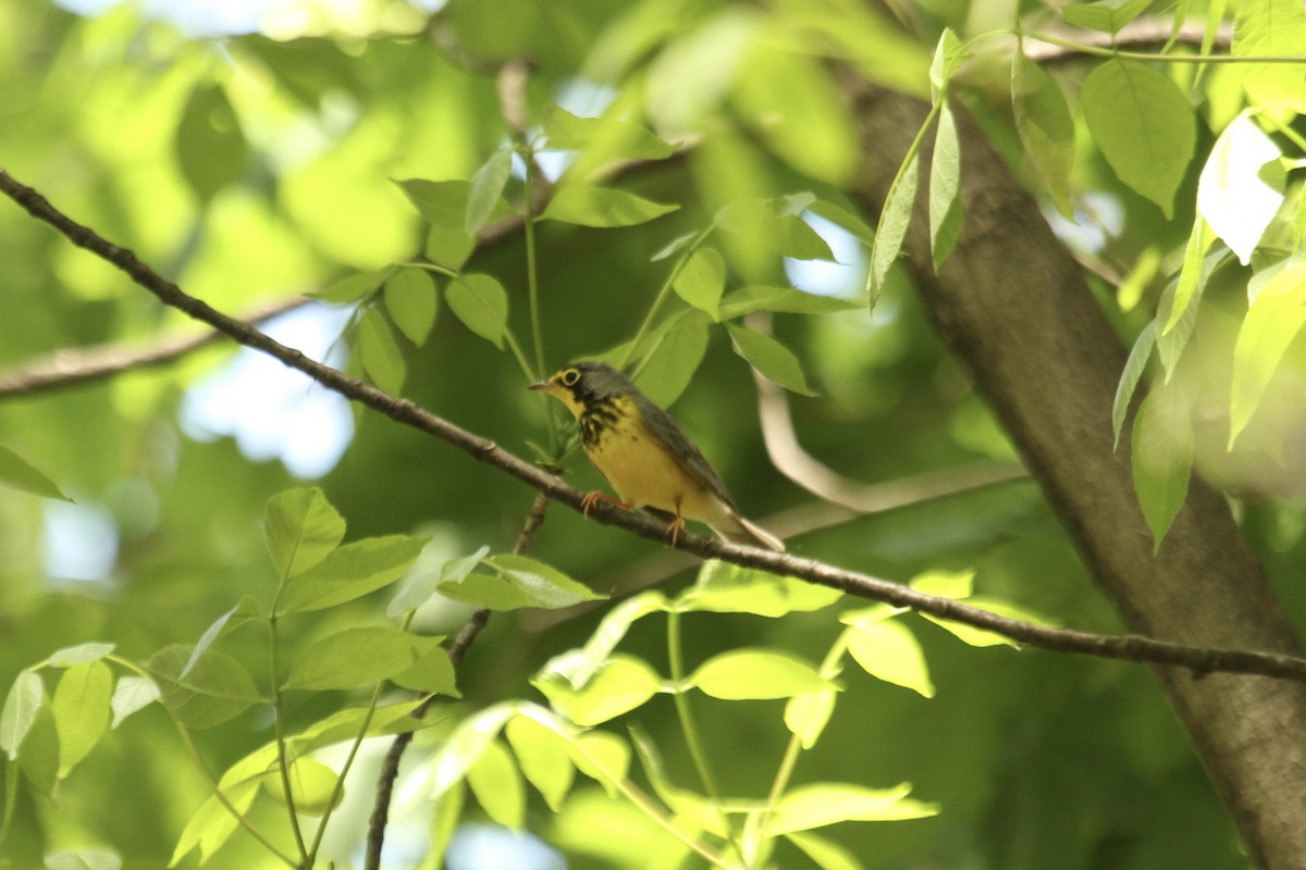 Canada Warbler - ML643561679