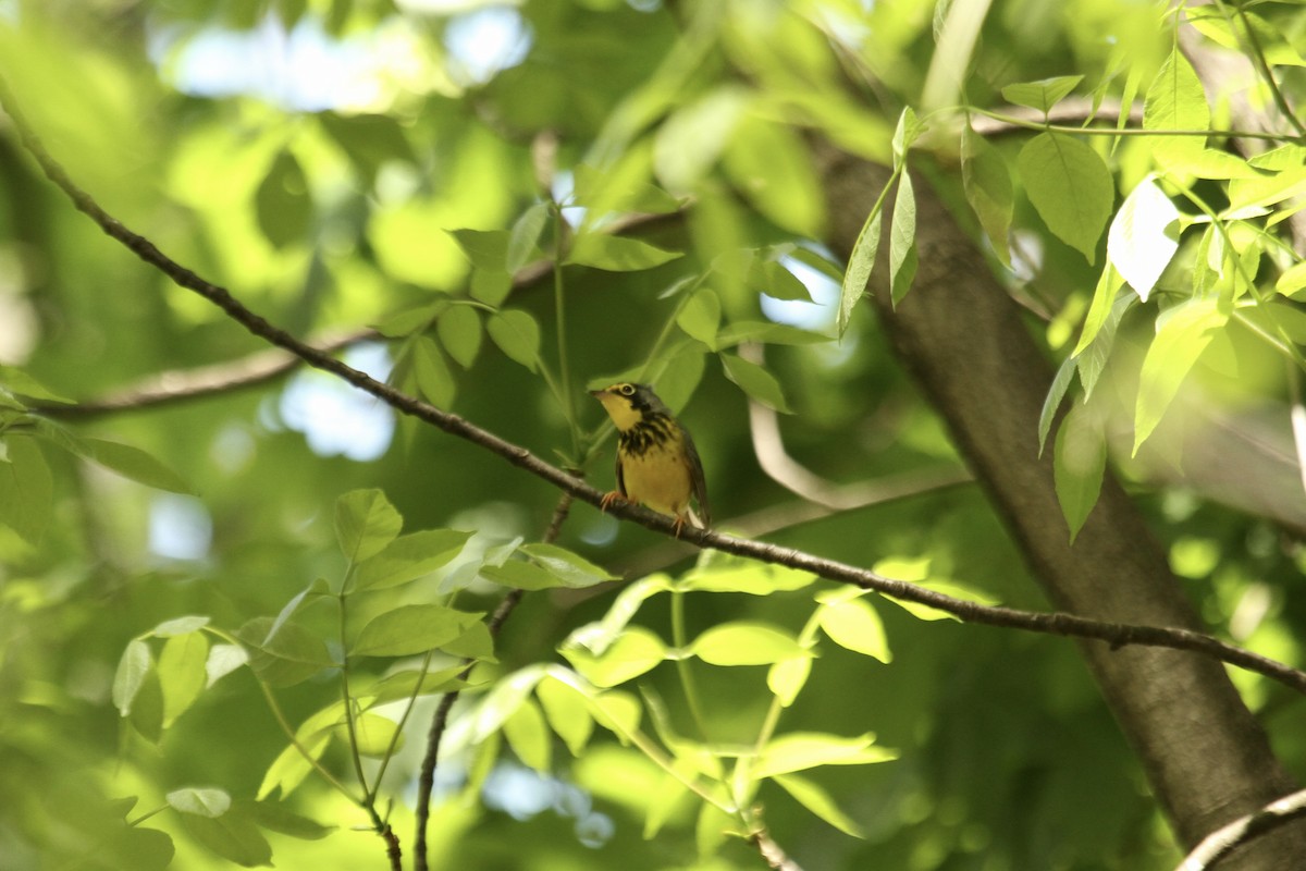 Canada Warbler - ML643561680