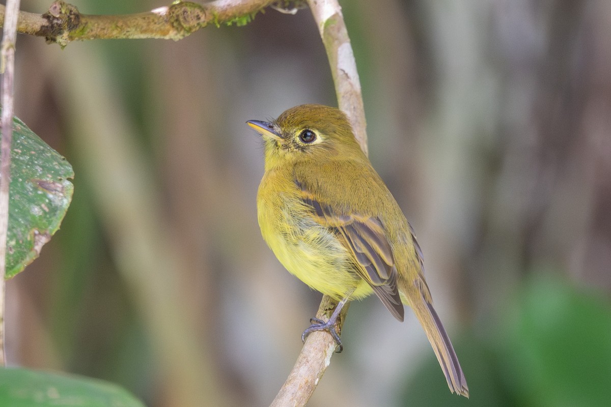 Yellowish Flycatcher - ML643561701