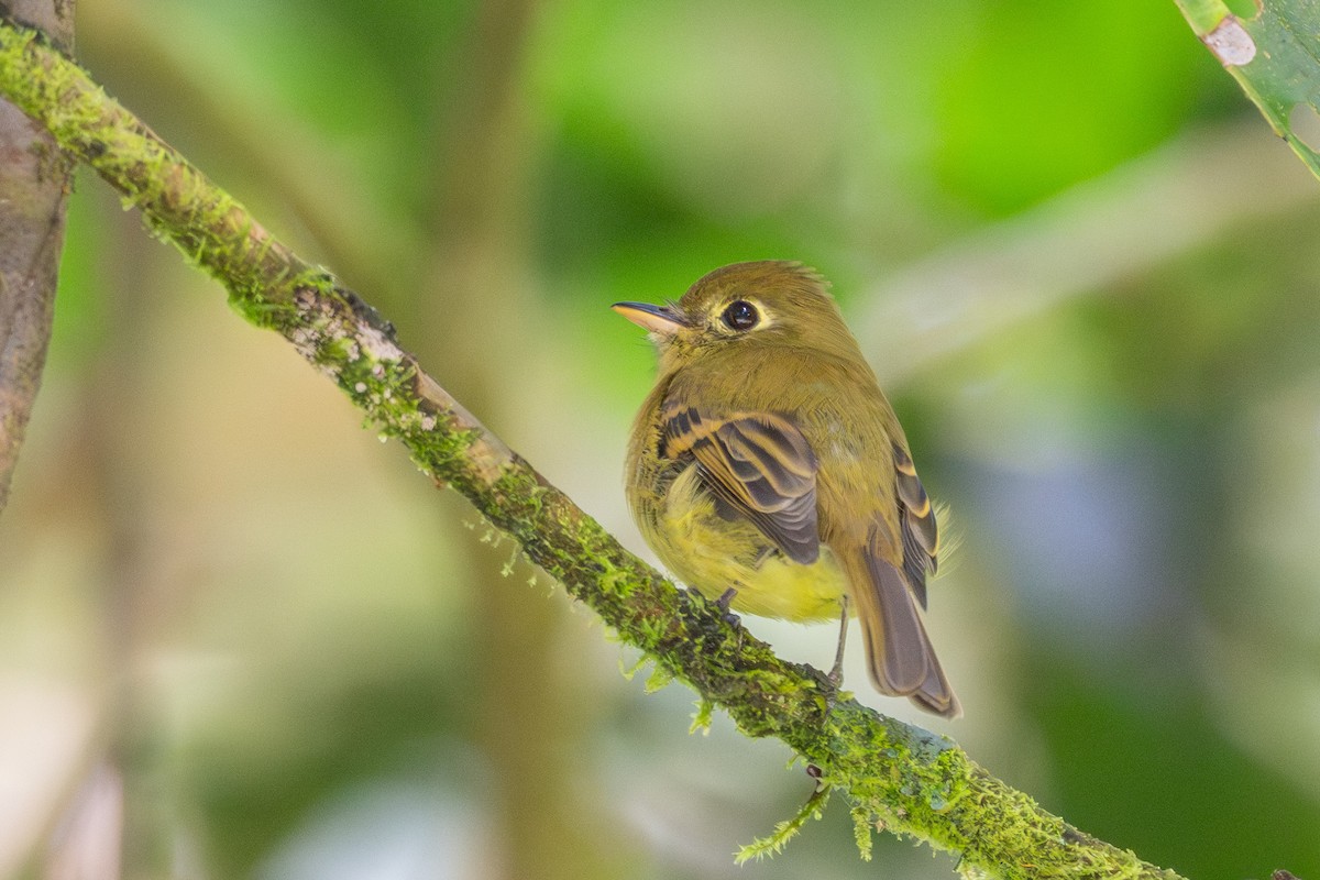 Yellowish Flycatcher - ML643561702