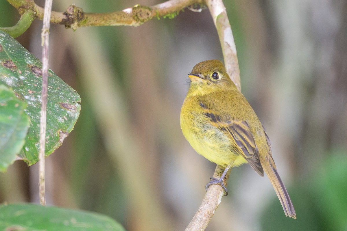 Yellowish Flycatcher - ML643561703