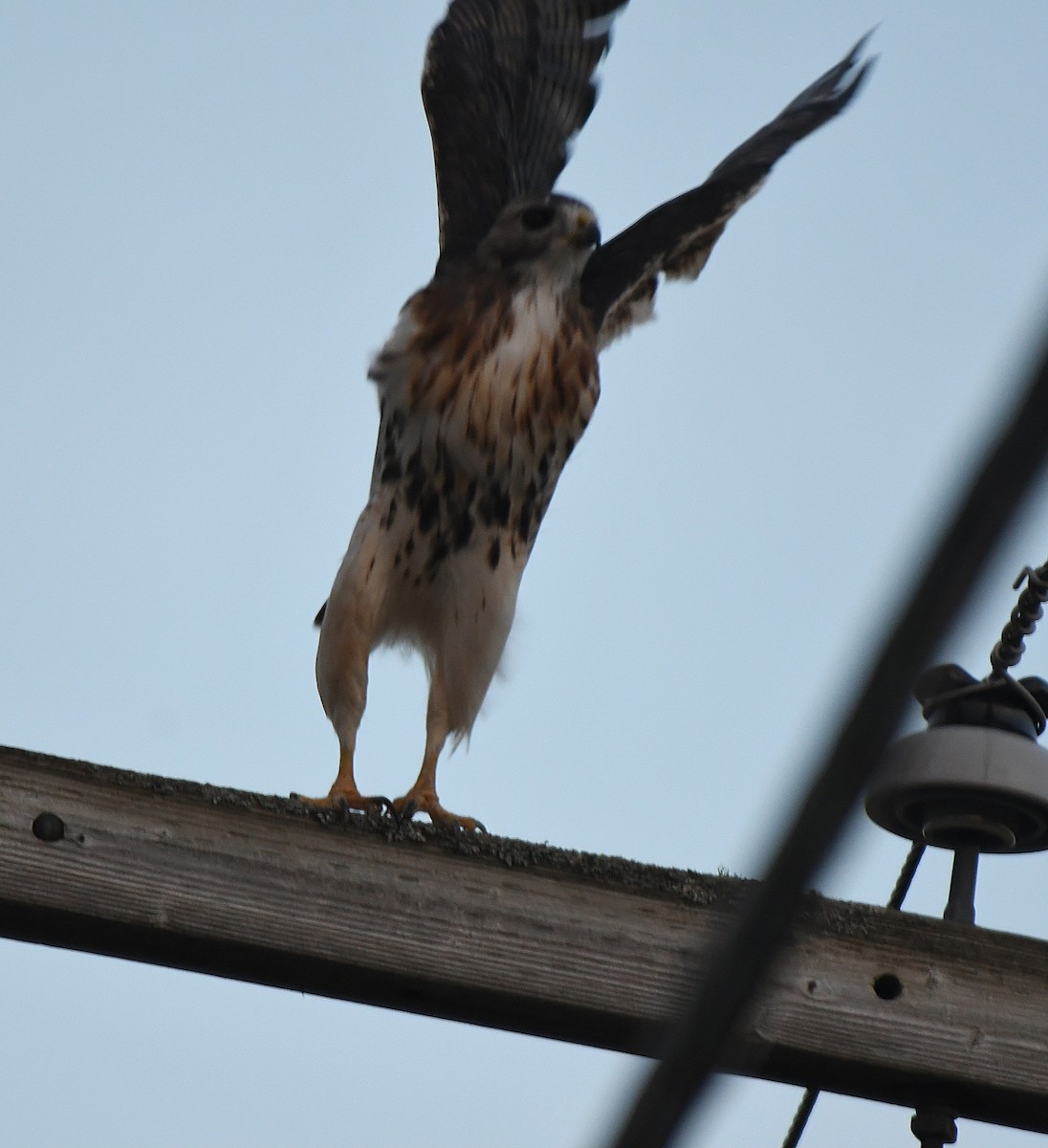 Red-tailed Hawk (abieticola) - ML643561706