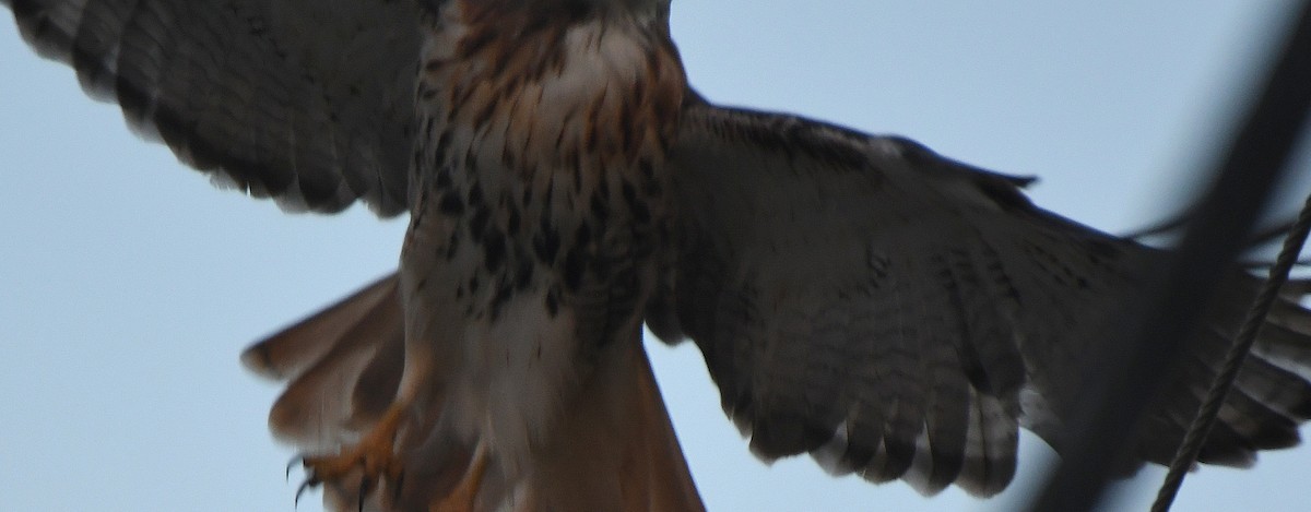 Red-tailed Hawk (abieticola) - ML643561707