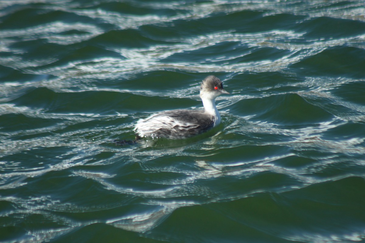 Silvery Grebe - ML643561709