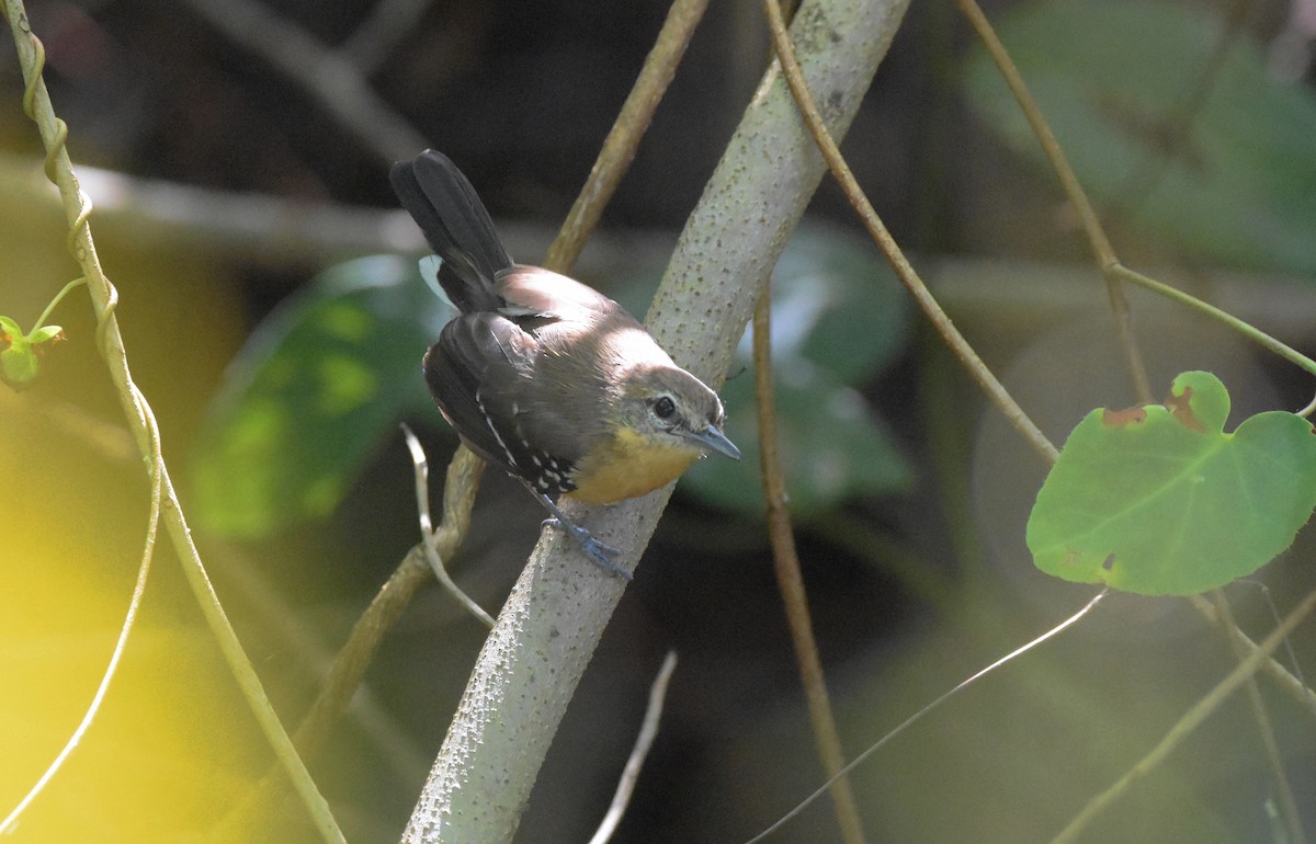 Southern White-fringed Antwren - ML643561717