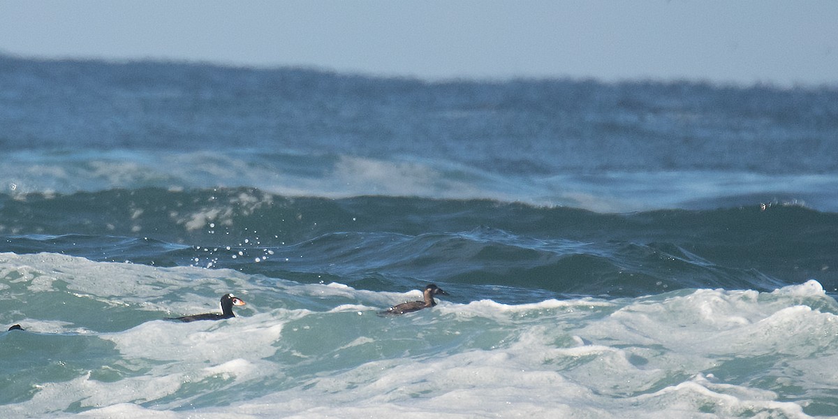Surf Scoter - ML643561718