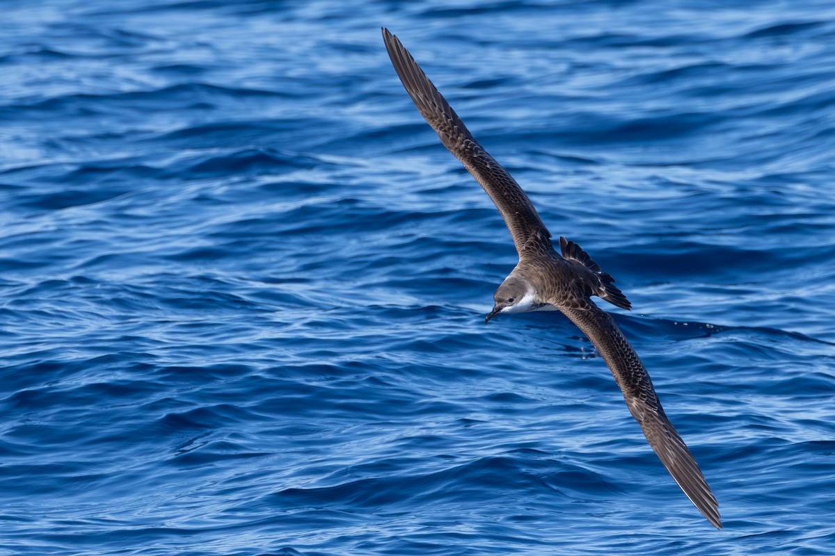 Great Shearwater - ML643561719