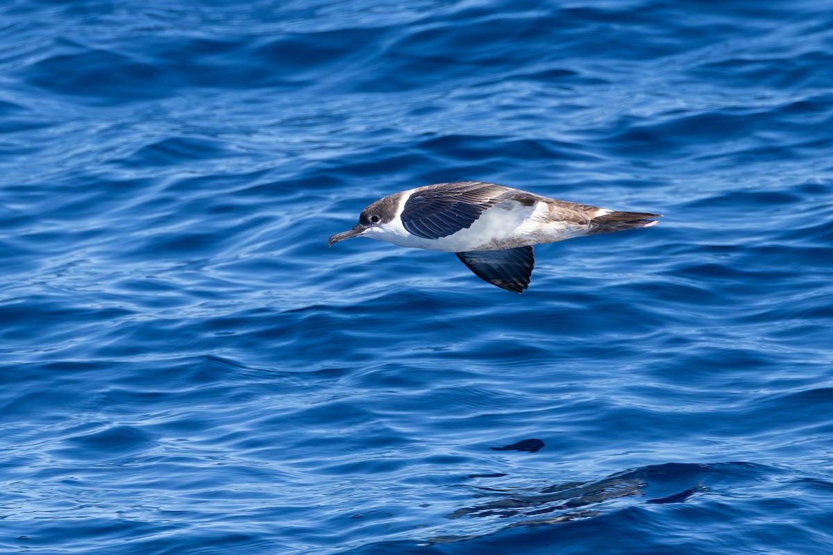 Great Shearwater - ML643561720