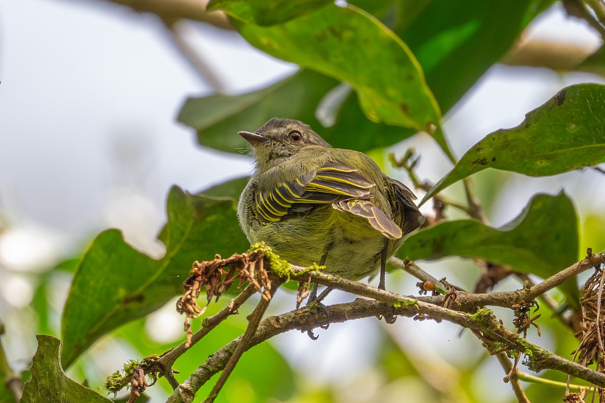 Mistletoe Tyrannulet - ML643561721