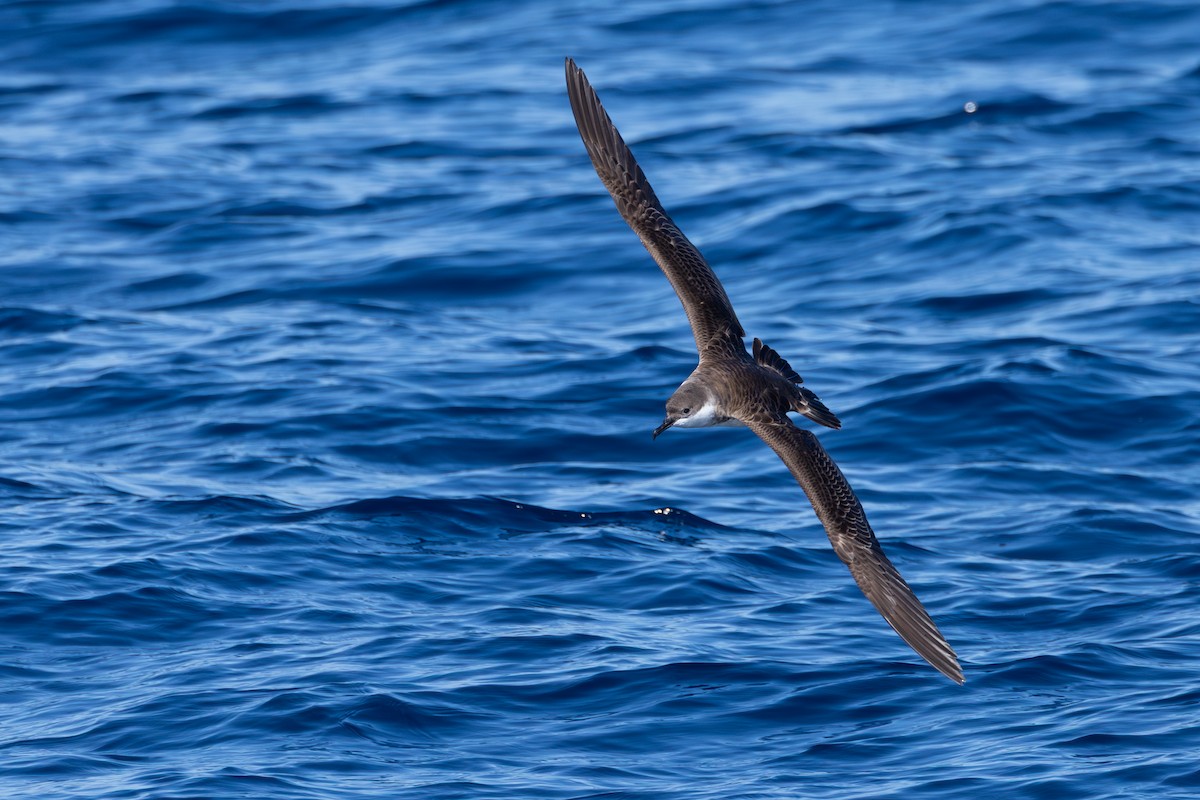 Great Shearwater - ML643561722