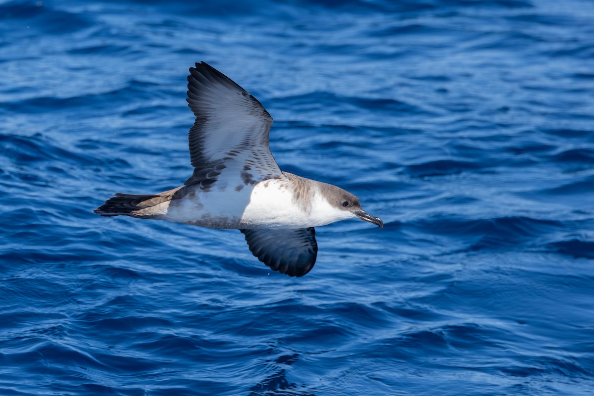 Great Shearwater - ML643561723