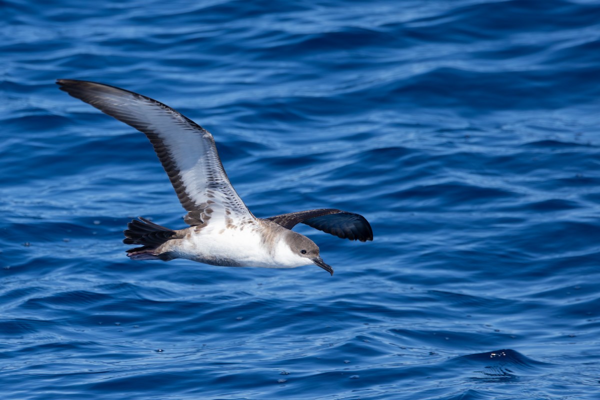 Great Shearwater - ML643561724