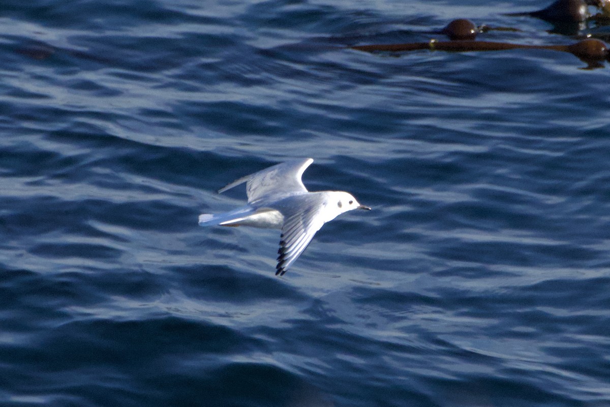 Bonaparte antxeta - ML643561726