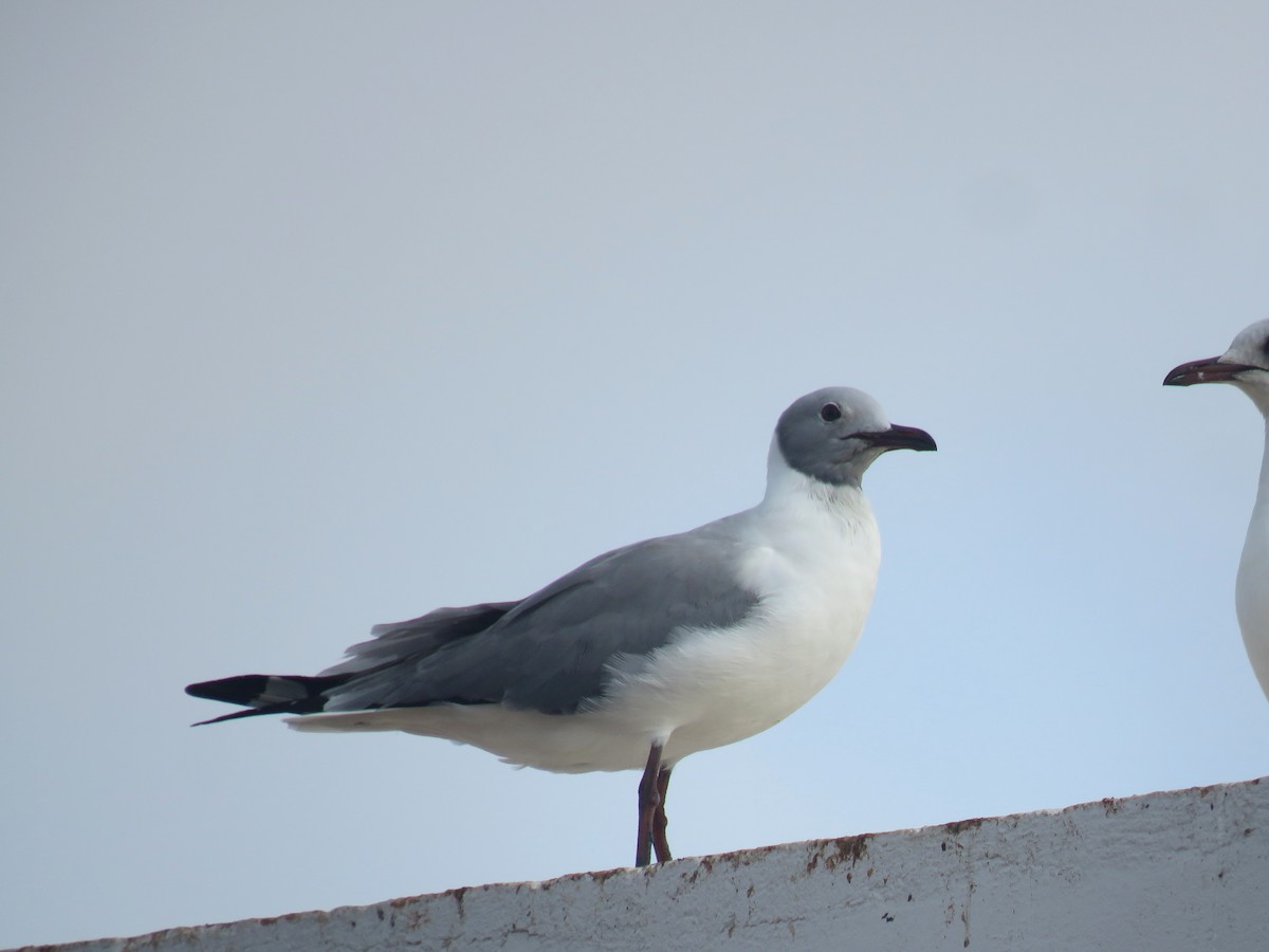 Gabbiano testagrigia - ML643561727