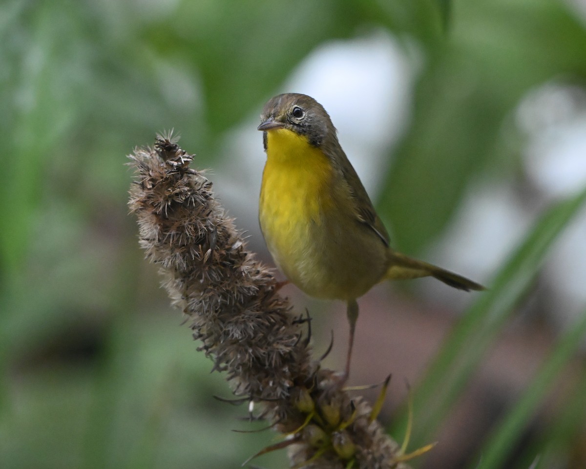 Common Yellowthroat - ML643561730