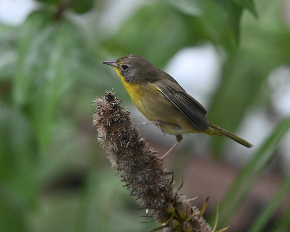 Common Yellowthroat - ML643561732
