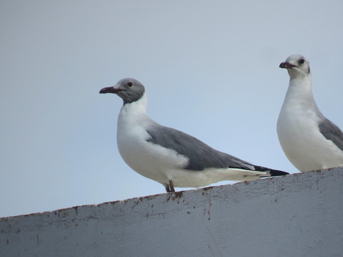 Gabbiano testagrigia - ML643561741