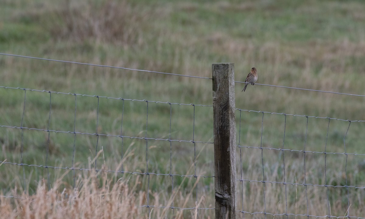 Twite - ML643561742