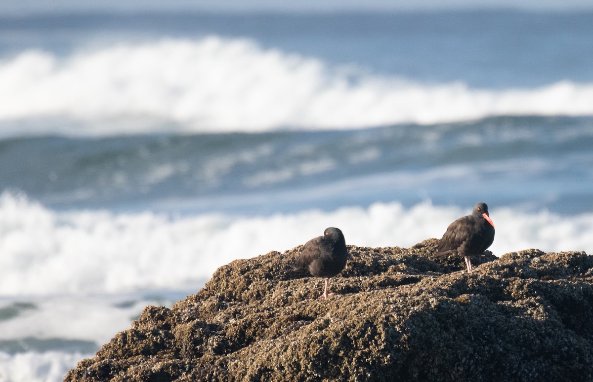 Black Oystercatcher - ML643561754