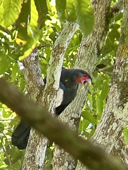 Red-throated Caracara - ML643561767