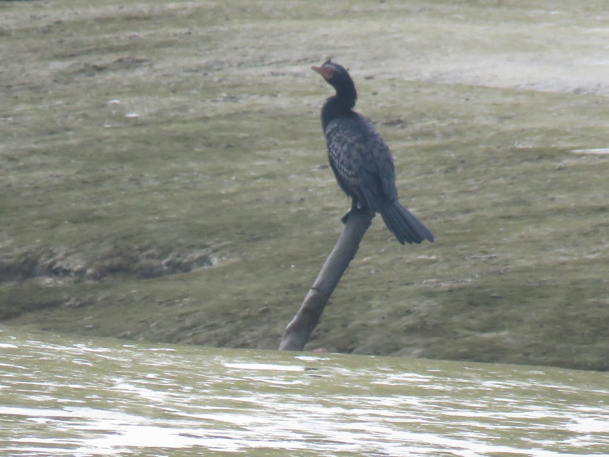 Reed Cormorant - ML643561768