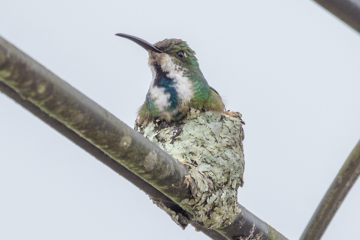 Green-breasted Mango - ML643561786