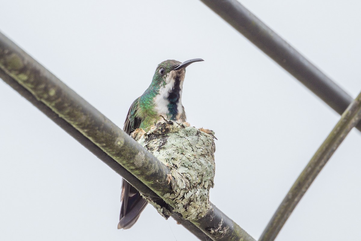 Green-breasted Mango - ML643561787