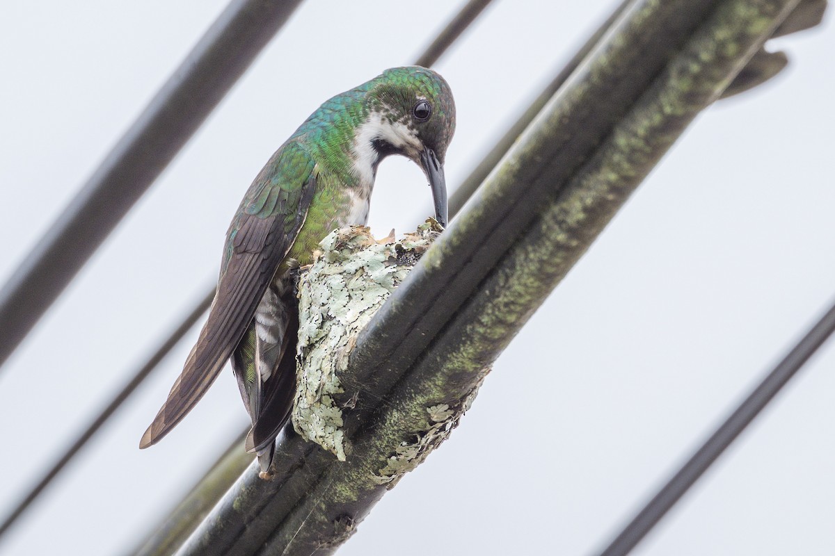 Green-breasted Mango - ML643561788