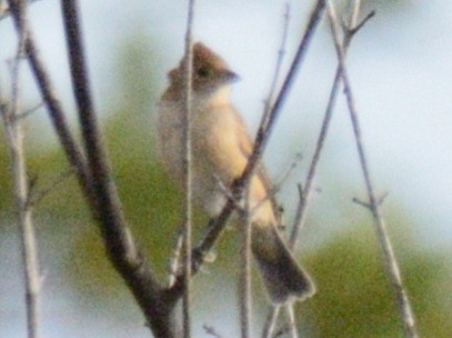 Indigo Bunting - ML643561789