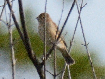 Indigo Bunting - ML643561790