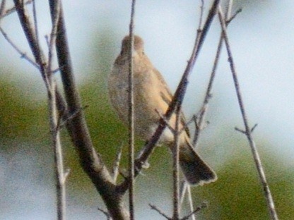Indigo Bunting - ML643561791