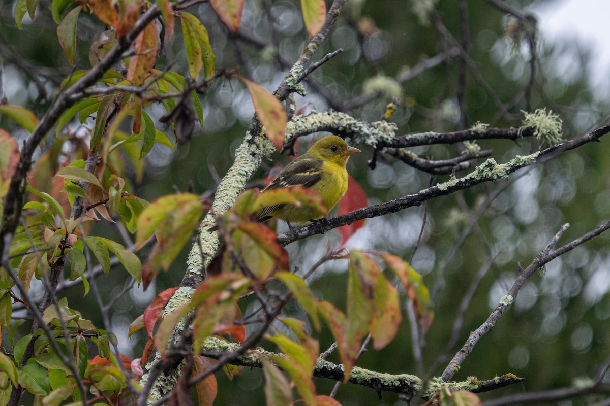 Piranga Carirroja - ML643561792
