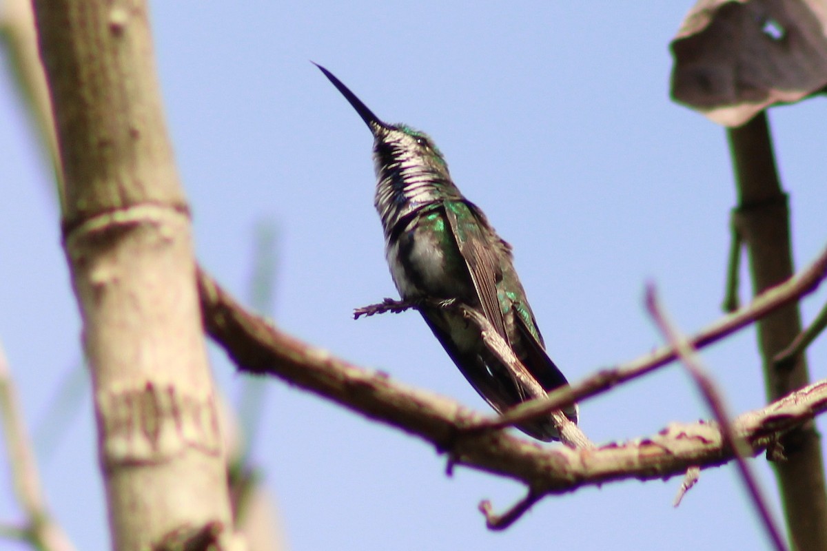 Green-breasted Mango - ML643561793