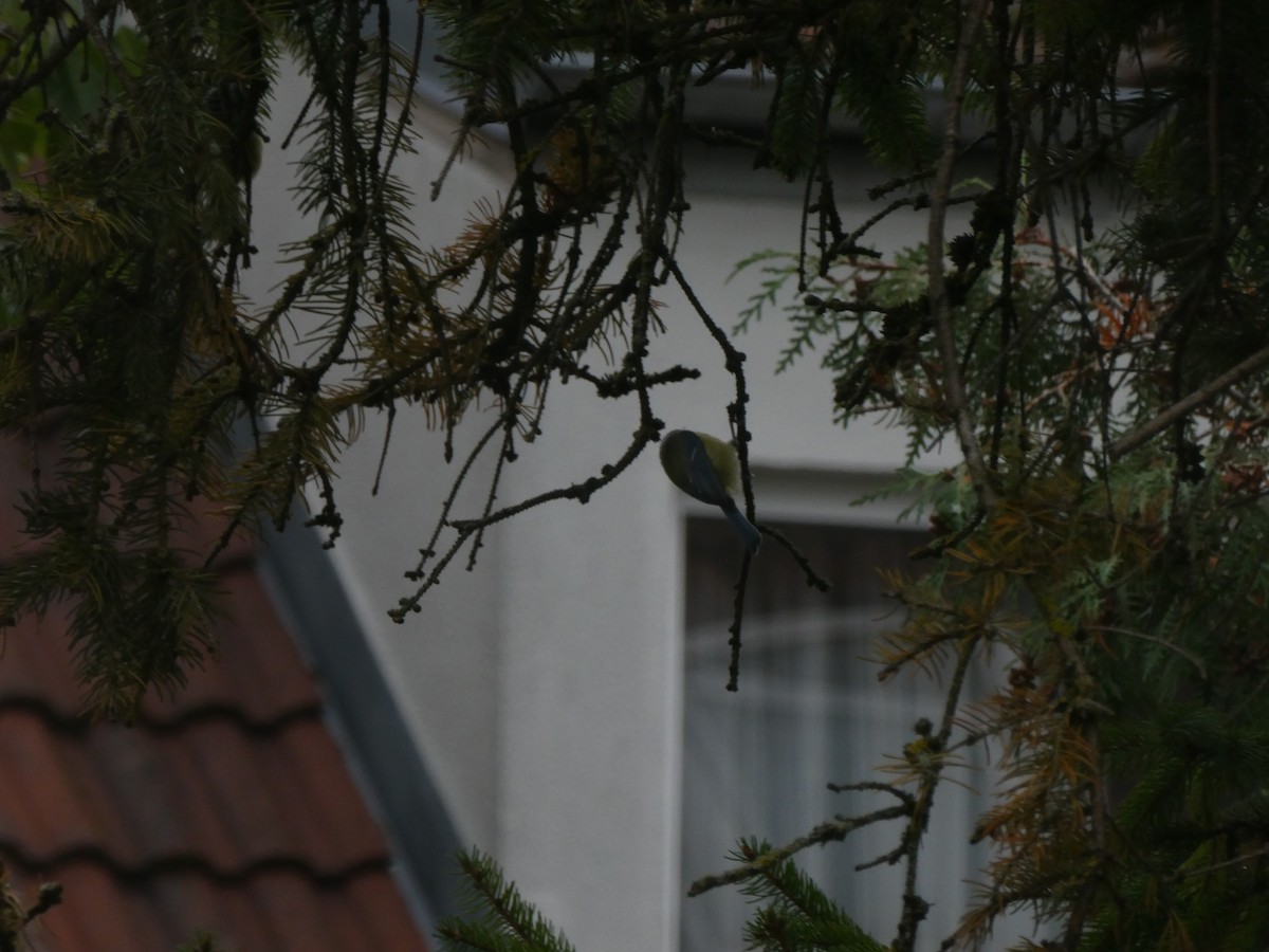 Eurasian Blue Tit - ML643561795