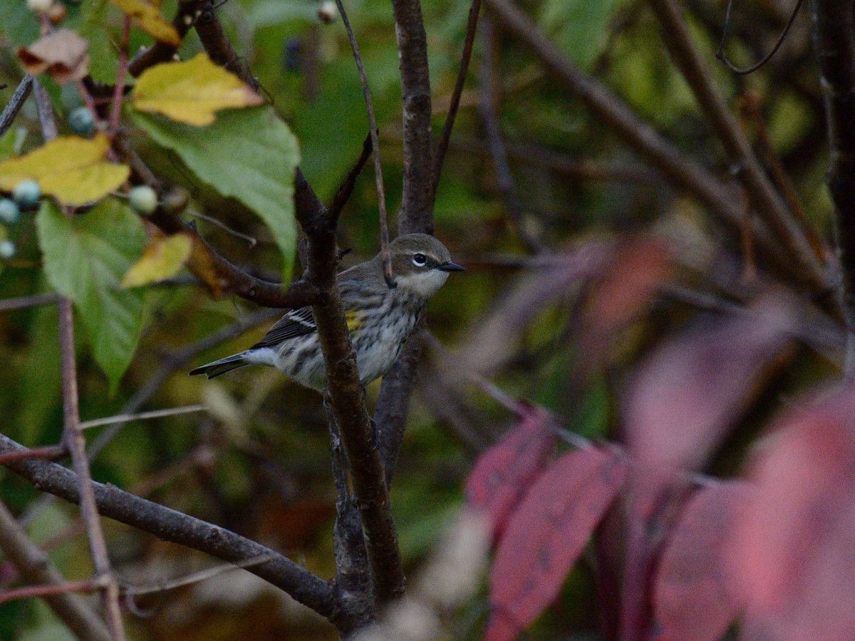 Yellow-rumped Warbler (Myrtle) - ML643561798
