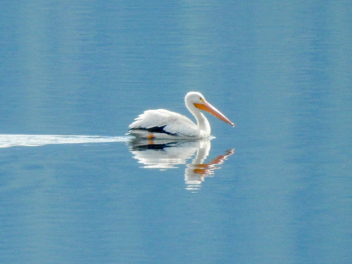 American White Pelican - ML643561802